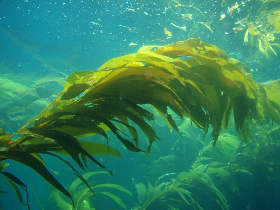 Algas (Macrocystis pyrifera). Foto: Claire Fackler, NOAA.