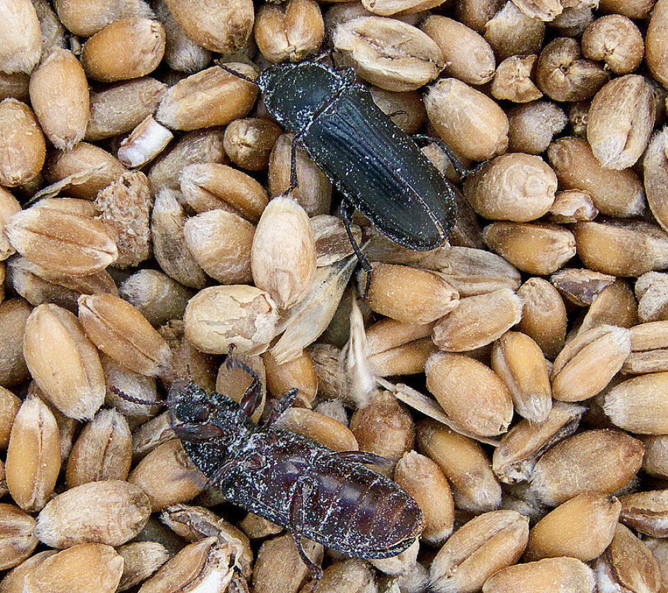 Escarabajo molinero (Tenebrio molitor). Foto: Wikimedia commons.