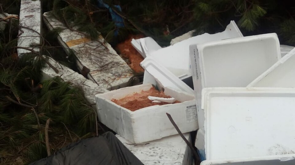 Salmón en descomposición encontrado en un vertedero irregular. Foto: Redes sociales del alcalde de Puerto Montt, Gervoy Paredes.