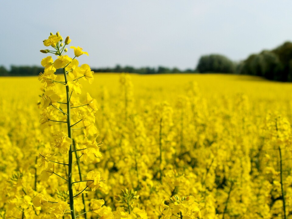 Investigan uso de semillas de canola en acuicultura y su potencial para la trucha