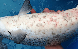 Entregan subvención estatal para un nuevo tratamiento contra piojos de salmón