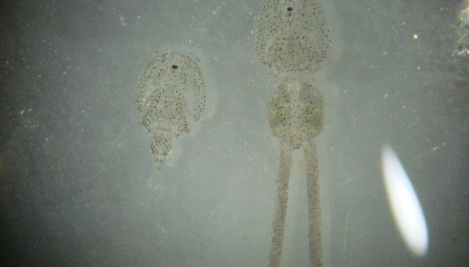 Imagen referencial de Caligus rogercresseyi.