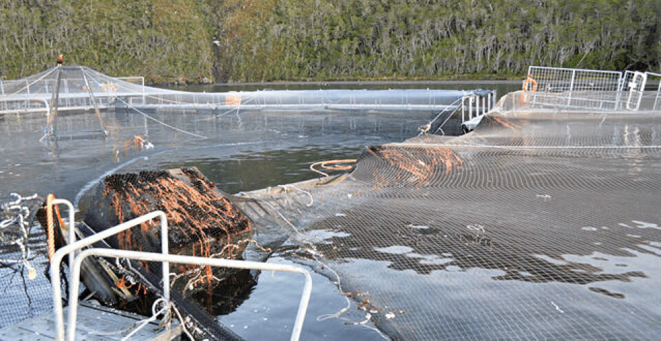 Escape de peces: investigación continúa y revisarán planes de contingencia