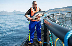 Escocia: Industria del salmón se adapta para seguir trabajando en crisis