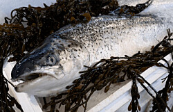 Escocia: Volumen de exportación de salmón disminuyó 23%