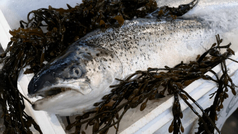 Salmón escocés exportado el año pasado se redujo en más de 22.000 toneladas. Foto: SSPO.