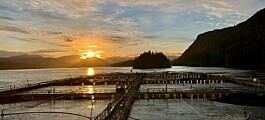 Juez anula cierre de centros de salmón tras solicitud de productores