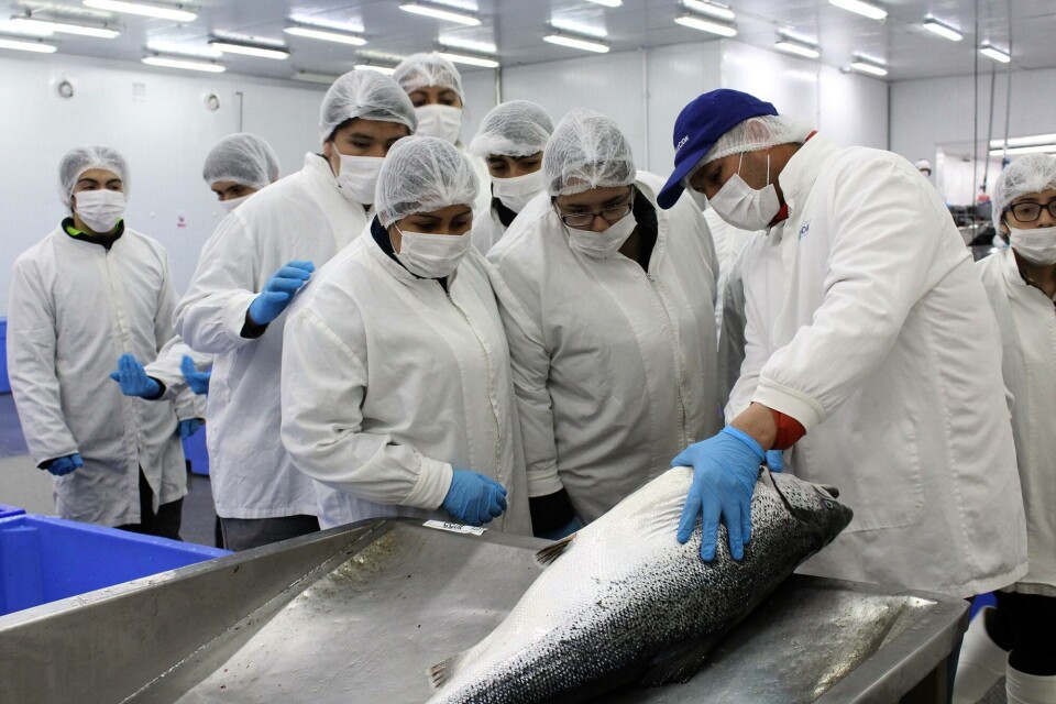 La actividad viene a concluir un ciclo de este cuarto medio, que se prepara para su práctica profesional. Foto: Salmonicultores de Magallanes.