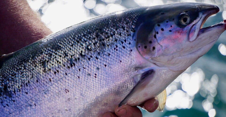 Se descubrió que el salmón de cultivo de Escocia contenía más EPA y DHA que el salmón cultivado en Noruega e Irlanda. Imagen: Archivo Fish Farming Expert.