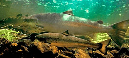 Estudio establece que fragmentos de neumáticos matan al salmón
