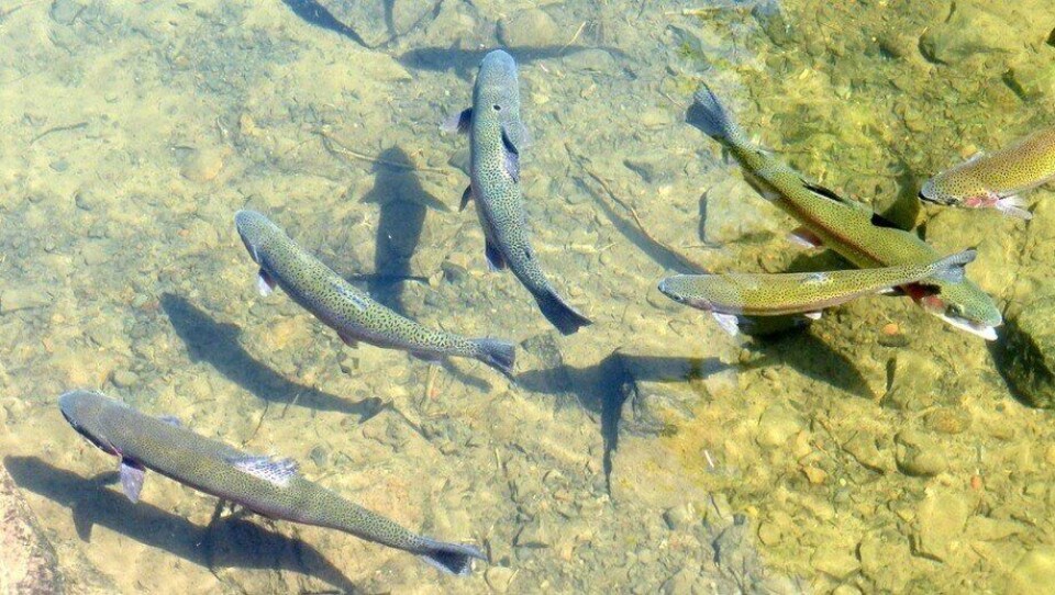 Imagen referencial de trucha arcoíris. Foto: Archivo Salmonexpert.