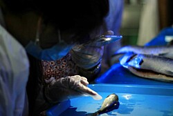 Estudio muestra cómo la salmonicultura promueve el desarrollo de sus trabajadores