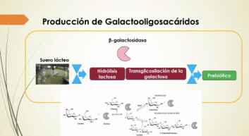 Bioproceso de obtención de galactooligosacáridos. Bioproceso de obtención de galactooligosacáridos.