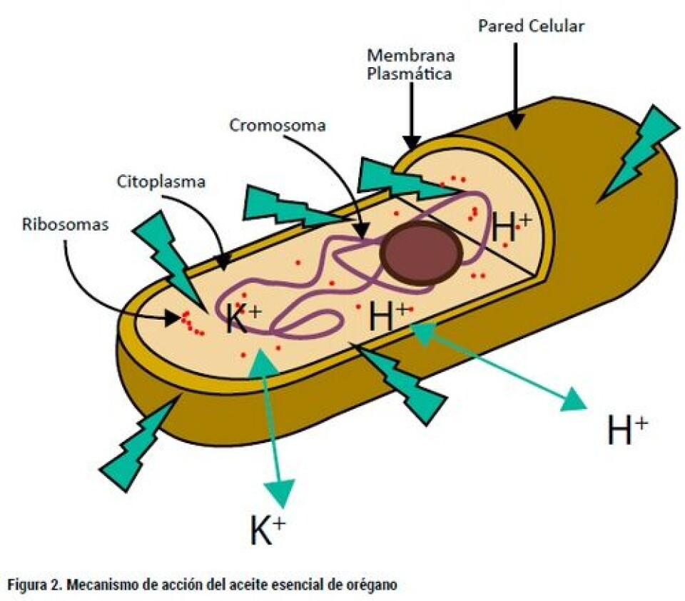 Evaluación de Seguridad en Agar APS y determinación de la Concentración Mínima Inhibitoria de Productos Naturales y Aditivos Alimenticios Libres de Antibióticos