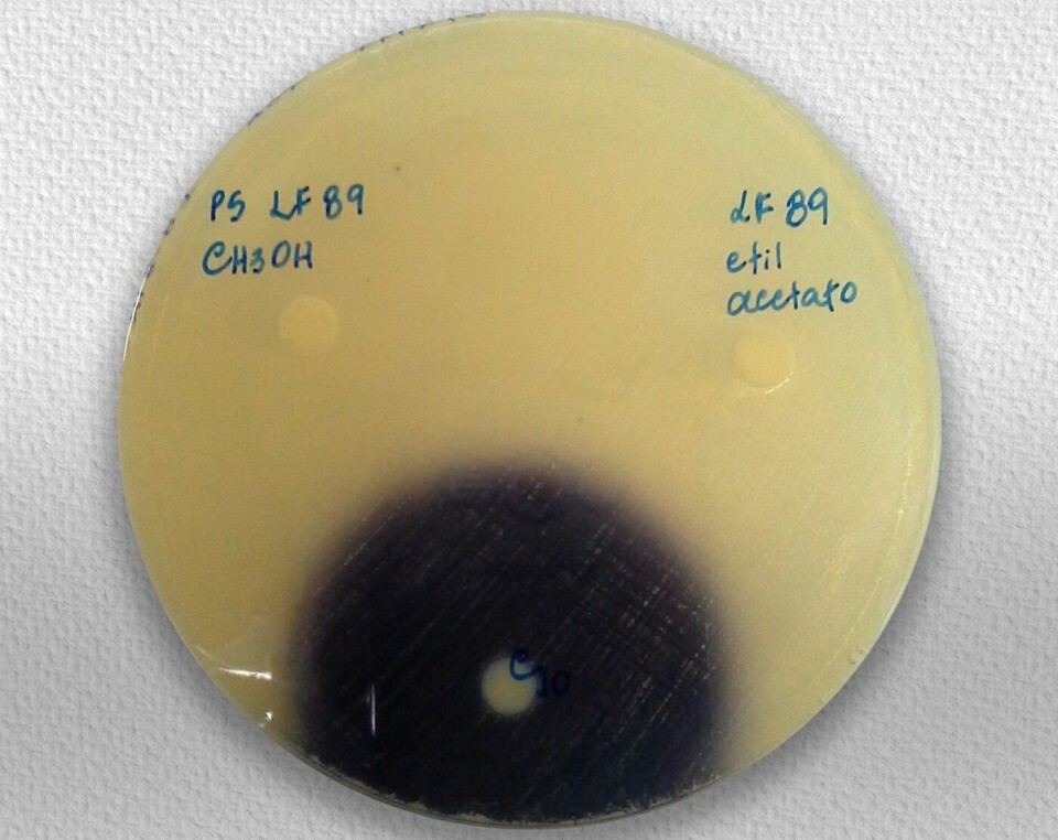 Placa con la cepa tipo de Piscirickettsia salmonis LF-89 con la cepa indicadora VIR07 y como control positivo C10. Fuente: Ruben Avendaño-Herrera y Héctor Levipan.