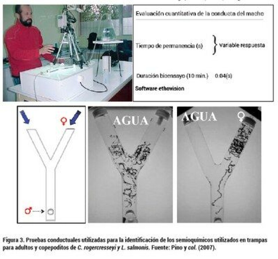 La caligidosis, una parasitosis que complica a la salmonicultura chilena