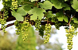 Evalúan efecto de extracto de semilla de uva en parámetros inmunes de truchas