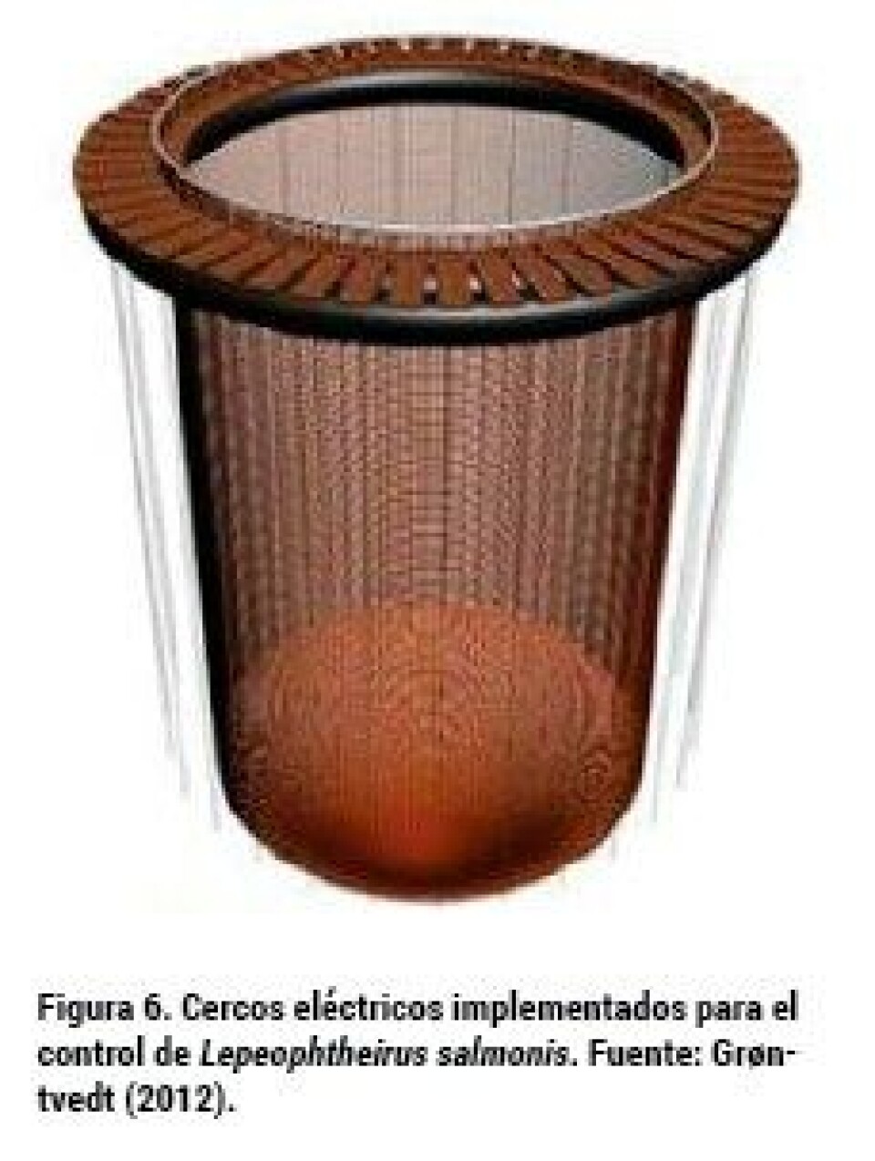La caligidosis, una parasitosis que complica a la salmonicultura chilena