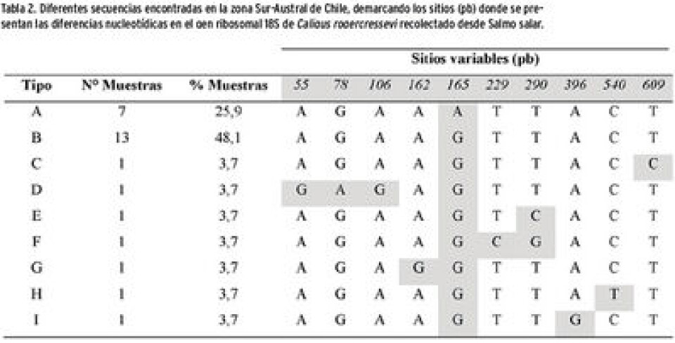 La caligidosis, una parasitosis que complica a la salmonicultura chilena
