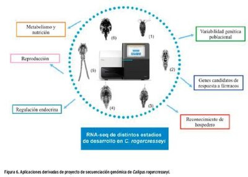La caligidosis, una parasitosis que complica a la salmonicultura chilena