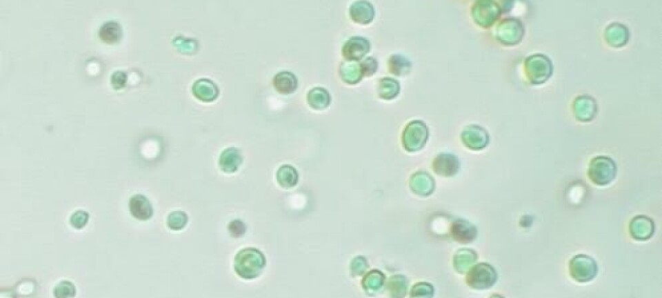 Logran total reemplazo de la harina de pescado con microalgas en dietas acuícolas