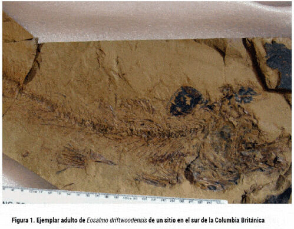 Evolución de la anadromía y bases biológicas de la esmoltificación