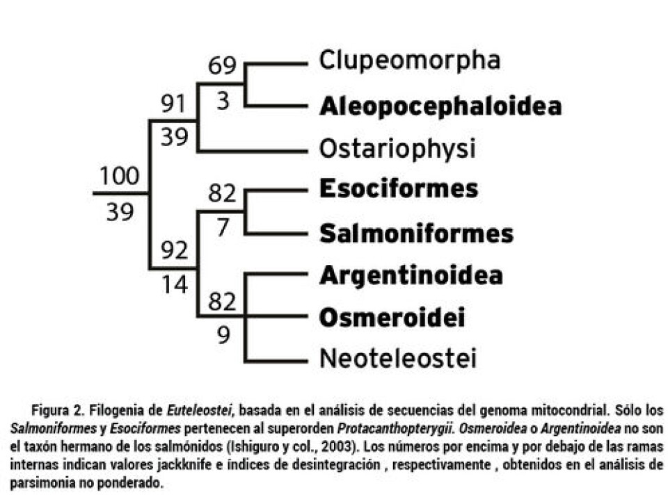 Evolución de la anadromía y bases biológicas de la esmoltificación