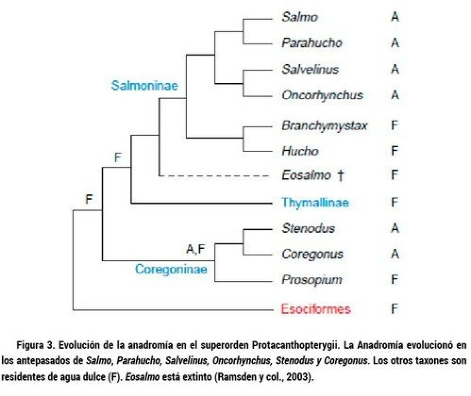 Evolución de la anadromía y bases biológicas de la esmoltificación