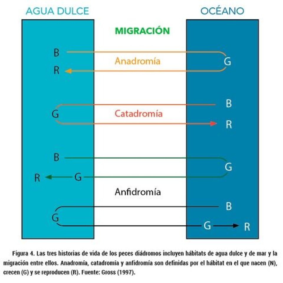 Evolución de la anadromía y bases biológicas de la esmoltificación