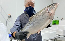 La pandemia puede ser una ventaja para productores de salmón en tierra