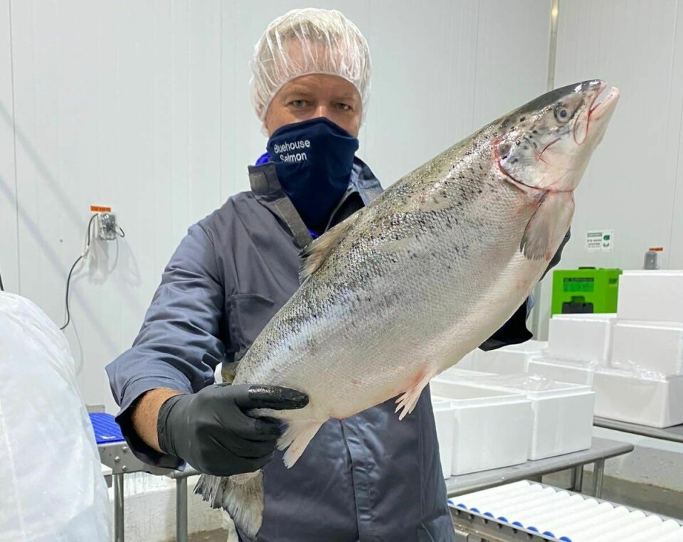 Johan Andreassen junto a un salmón de Atlantic Sapphire. Foto: Twitter.