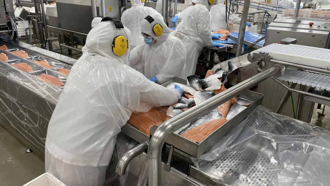 En Magallanes hay 3.665 personas que trabajan en forma directa en la industria salmonicultora. Foto: Salmonexpert. En Magallanes hay 3.665 personas que trabajan en forma directa en la industria salmonicultora. Foto: Salmonexpert.
