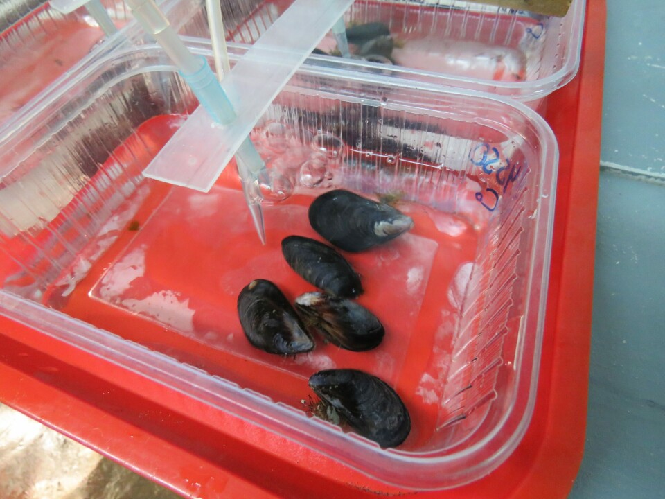 Batería de bioensayo con choritos (Mytilus galloprovincialis). Foto: Francisco Soto, Salmonexpert.