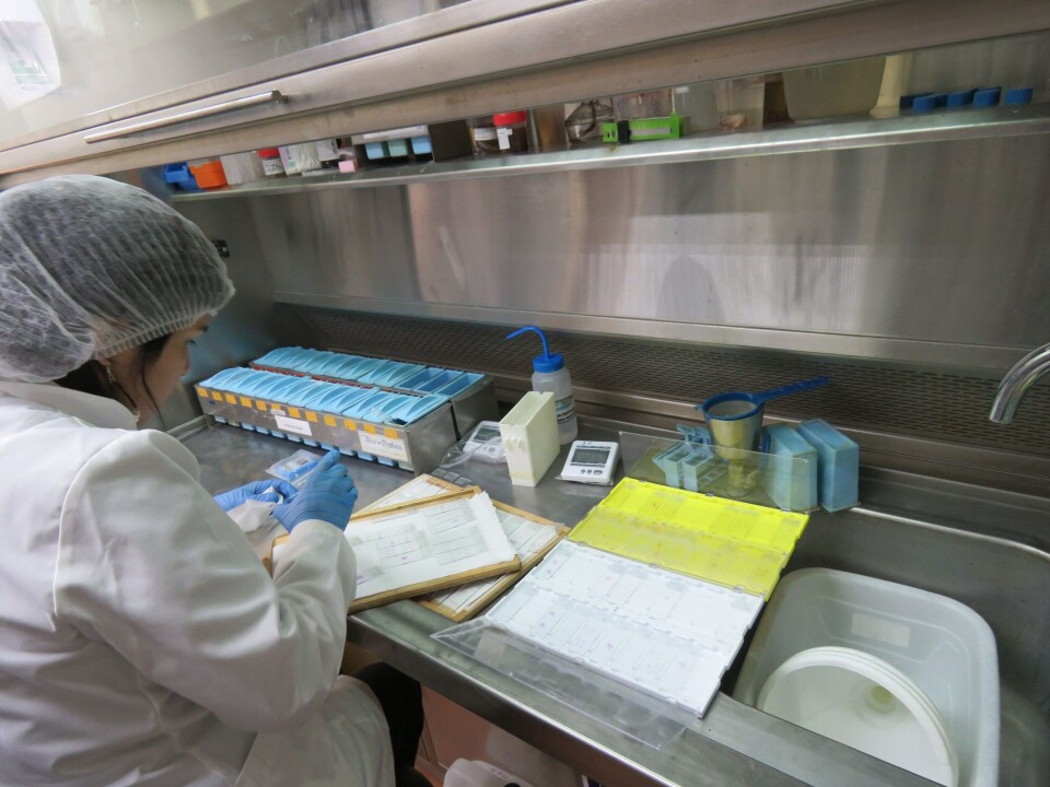 Camila Oyarzún, asistente área anatomía patológica, Foto: Francisco Soto, Salmonexpert.