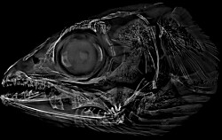 Lanzan nueva plataforma técnica destinada a la radiología de peces