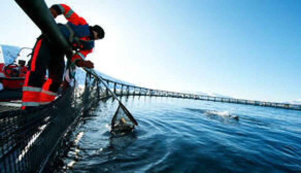 Noruega propone incrementar 5% capacidad de centros de cultivo