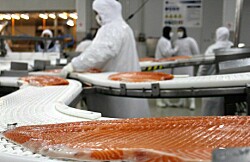 Exportaciones de salmón chileno caen 9,3% en mayo