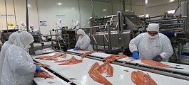 Exportaciones de salmón chileno crecen un tímido 1,25% durante abril