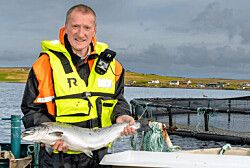 Exportaciones de salmón escocés a la Unión Europea aumentan 74% pese al Brexit