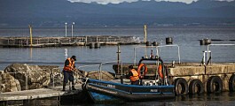 Las lecciones ambientales que dejó el 2020 para la salmonicultura chilena