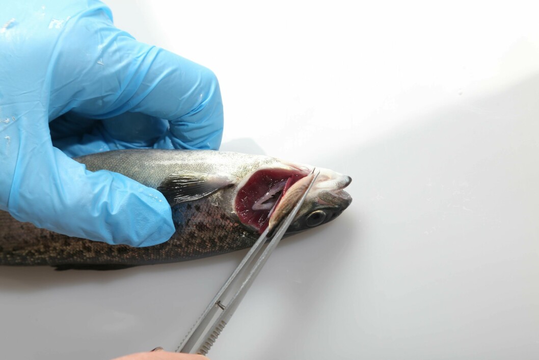 Bienestar animal analiza diversos factores del pez, como evaluación de branquias. Foto: Proyecto Pincoy.