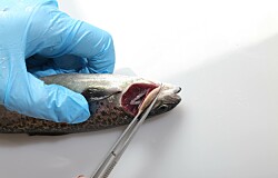 Las ventajas de medir el bienestar animal en salmones