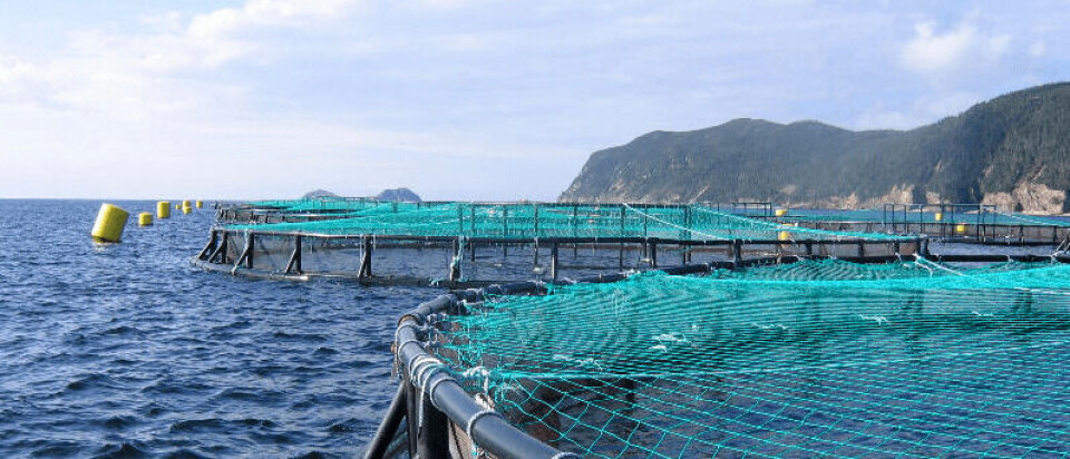 Foto: Archivo Salmonexpert.