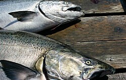 FAO: Consumo y producción de peces de cultivo al alza