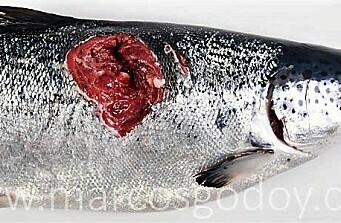 Lesiones causadas por lobos marinos en el cultivo de salmónidos