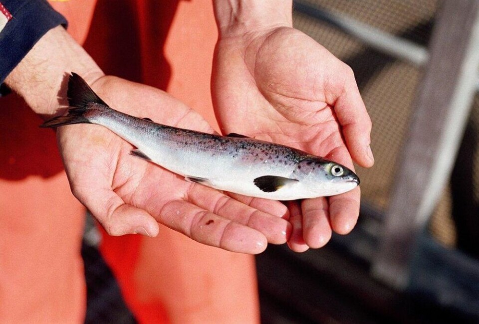Imagen referencial de smolt de salmón. Foto: Archivo Salmonexpert.