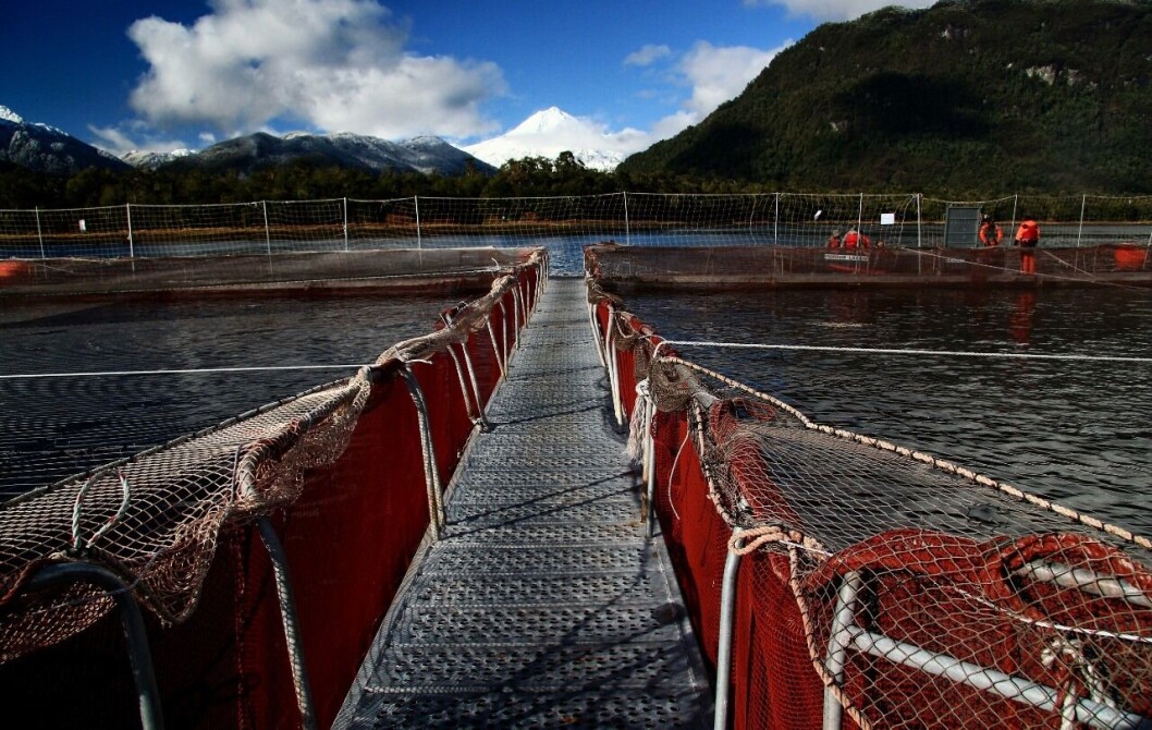 Programa busca seleccionar a veinte emprendedores del área acuícola. Foto: SalmonChile. Programa busca seleccionar a veinte emprendedores del área acuícola. Foto: SalmonChile.