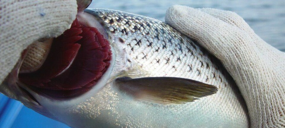 Estudio inédito revela claves moleculares del daño branquial durante Complex Gill Disease