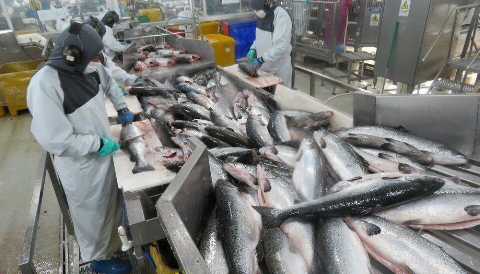 Foto: Archivo Salmonexpert.