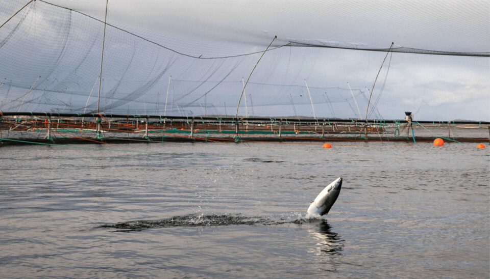 Reportan escape de salmones en Noruega